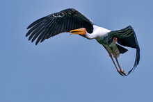 Painted Stork Flying In The Sky Of New Delhi In India
