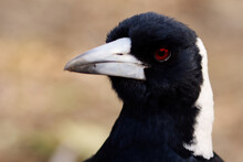Closeup Shot Of An Australian Magpie On Blurred Background