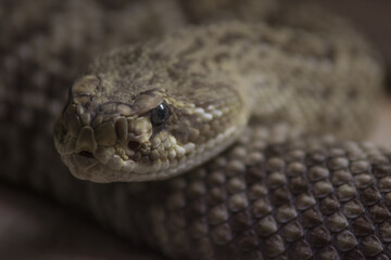 Selective focus shot of a diamondback snake