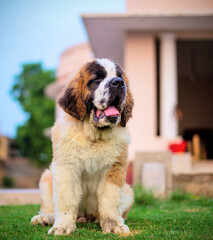 Sticker - Vertical closeup shot of an adorable saint bernard dog on a field