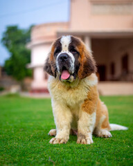 Sticker - Vertical shot of an adorable saint bernard dog outdoors