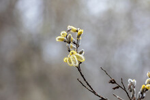 Spring Catkins. The Flowers Of Some Trees And Shrubs  In The Spring  Which Are Among The First Flowers Of Spring
