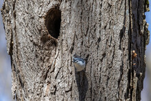 The White-breasted Nuthatch (Sitta Carolinensis), Male At The Nesting Cavity