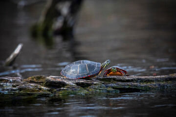 Wall Mural - The painted turtle (Chrysemys picta).The painted turtle is the most widespread native turtle of North America