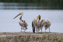Closeup Of Three Pelicans On A Rock At A Lake