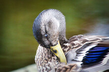 Shallow Focus Of A Duck Cleaning Its Feathers