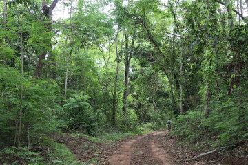 path in the woods