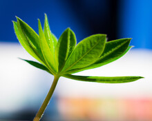 Green Plant Of Sweet Woodruff In The Blurred Background