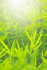 Wall Mural - Bamboo green color in nature with copy space. Bamboo leaf and copy space
