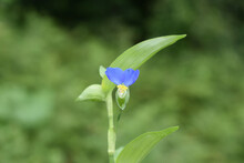 Closeup Shot Of A Blue Asiatic Dayflower