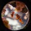 Closeup shot of a Clownfish in an aquarium