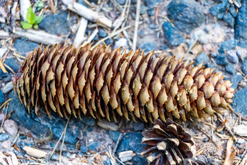 Closeup of the fallen conifer cone on the rocky ground
