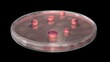 Organoids in petri dish .  Few distributed on growing medium. 3d illustration rendering