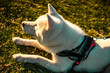 Closeup of an Akita dog on a leash lying on the ground on a sunny day