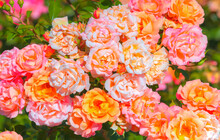 Beautiful Pink And Orange Roses In A Garden