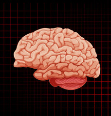 Human internal organ with brain