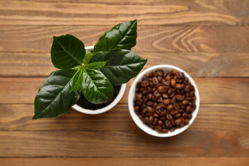 Wall Mural - Young coffee tree and bowl of beans on wooden background