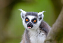 Lemur Catta (Maki) In Nature