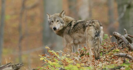 gray wolf (canis lupus) in the autumn forest