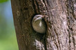 Krętogłów łac. Jynx torquilla wyglądający z dziupli w brązowym pniu drzewa.  Fotografia z Kisújszállás na Węgrzech. 