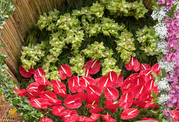 Wall Mural - Beauty floristic decoration with a large red anthurium tropical flower