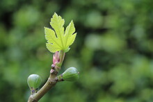 Twig With Budding Baby Figs And Fig Leaves