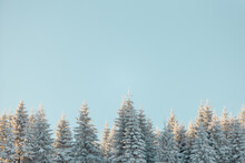 Coniferous Trees Covered With Snow During Sunset