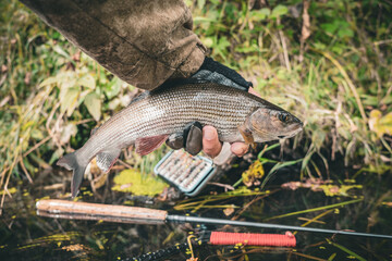 Wall Mural - Grayling is caught on a forest stream. Fly fishing and tenkara.