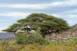 Widok akacji z Samburu National Reserve w Kenii.