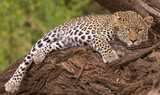 Fototapeta  - Znudzony lampart łac. Panthera leżący na pochylonym drzewie. Fotografia z Samburu National Reserve w Kenii.