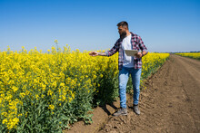 Farmer Is Standing By His Blooming Rapeseed Field And Examining The Progress Of Crops.