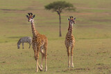 Fototapeta Sawanna - Żyrafy kenijskie, żyrafy masajskie łac. Giraffa tippelskirchi idące sawanna z akacją w tle. Fotografia z Masai Mara National Reserve w Kenii.