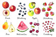 Watercolor ink food sketch icons. Exotic fruits. Pear, banana, mango, mangosteen, grapes