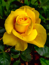 Yellow Rose In The Garden