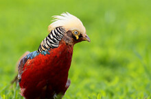 Closeup Portrait Of Golden Pheasant (Chrysolophus Pictus) Displaying In Spring Mating Season In A Grassland.