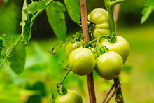 Green Tomatoes Growing In Garden