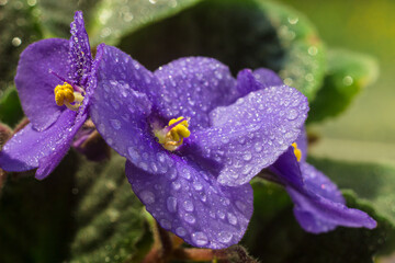 Wall Mural - African violet or violet saintpaulias flowers in the pot close up. Blossoming violets on window sill in natural sunlight. Macro photo of homegrown violet flowers