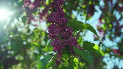 Wall Mural - Blooming lilac bush. Spring. Beautiful nature. Blooming garden. Beauty of nature. Lilac close-up