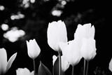 Fototapeta Tulipany -  Białe  tulipany na czarnym tle bokeh