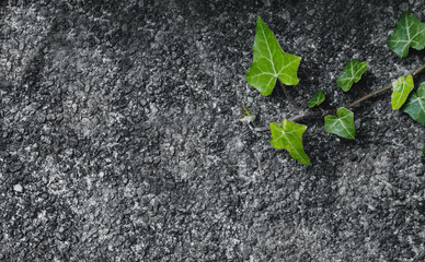 Sticker - Green ivy on stone wall