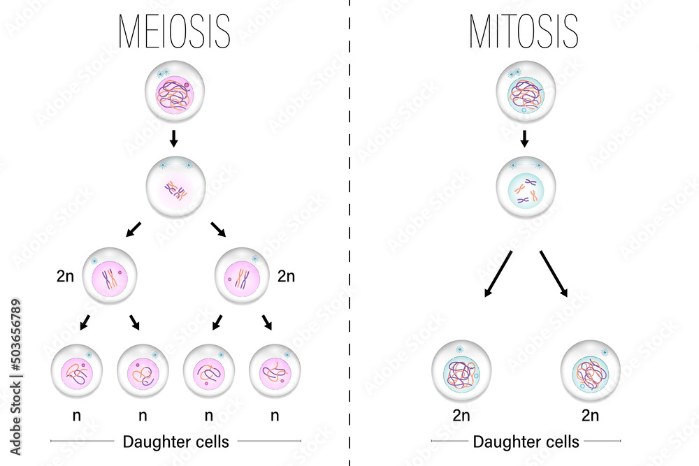 Meiosis and Mitosis diagram vector. Cell division. Prophase, Metaphase ...