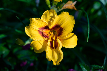 Wall Mural - Yellow lily flower close-up. Selective focus with shallow depth of field.