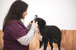 A female veterinary ophthalmologist performs a medical procedure, examines a dog's eyes with the help of an ophthalmological veterinary tonometer in a veterinary clinic. 