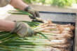 Catalan traditional onion. One person is cooking the onions on the barbecue. Closeup