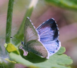 Canvas Print - A small blue butterfly on a flower. Beautiful insects in nature.