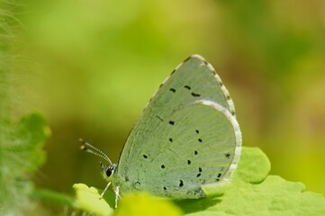 Wall Mural - A small blue butterfly on a flower. Beautiful insects in nature.