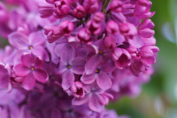 Sticker - A blooming branch of lilac. Spring floor. Beauty is in nature.