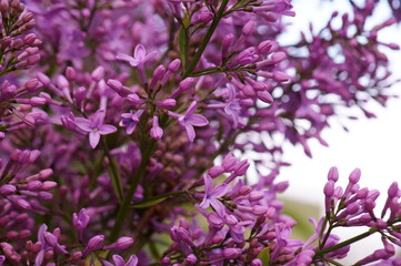 Poster - A blooming branch of lilac. Spring floor. Beauty is in nature.