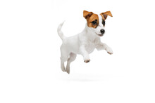 Portrait Of Cute Playful Puppy Of Jack Russell Terrier In Motion, Jumping Isolated Over White Studio Background