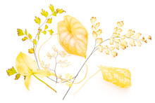 Bunch Of Yellowed Leaves Of Different House Plants